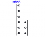 mRNA%20for%20tRNAa.png